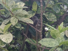 Pycnonotus aurigaster