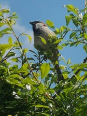 Passer domesticus