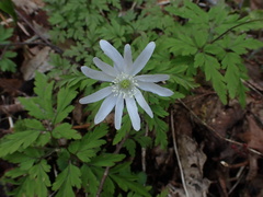 Anemonoides pseudoaltaica