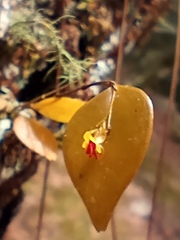 Lepanthes appendiculata