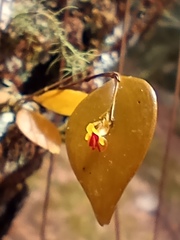 Lepanthes appendiculata