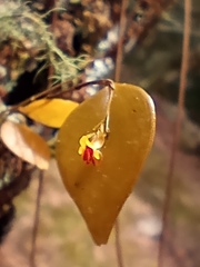 Lepanthes appendiculata