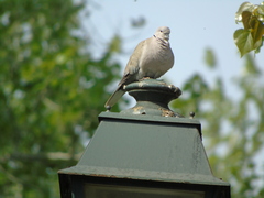 Streptopelia decaocto