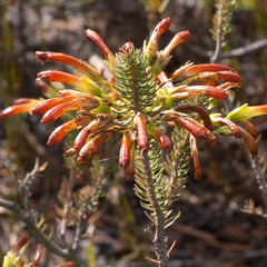 Erica thomae
