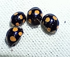 Brachiacantha bistripustulata