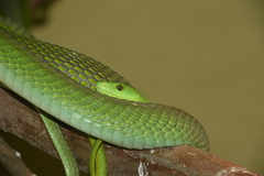 Dendroaspis angusticeps