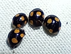 Brachiacantha bistripustulata
