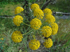 Leiotulus aureus