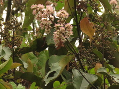 Miconia caudata