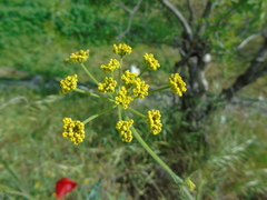 Leiotulus aureus
