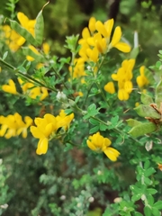 Genista canariensis