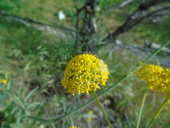 Leiotulus aureus