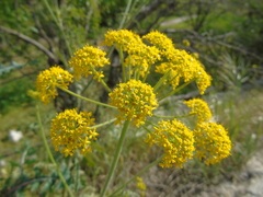 Leiotulus aureus
