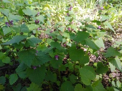 Lamium maculatum