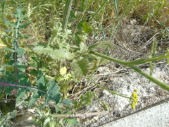 Leiotulus aureus