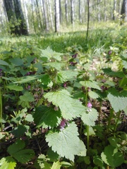 Lamium maculatum