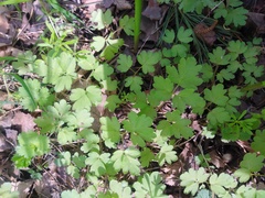 Adoxa moschatellina