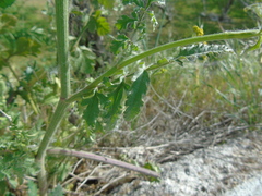 Leiotulus aureus
