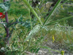 Leiotulus aureus