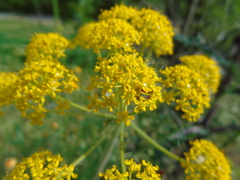 Leiotulus aureus