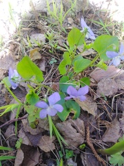 Viola riviniana