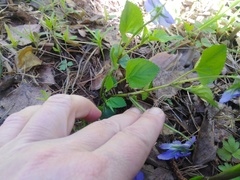 Viola riviniana