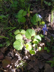 Viola riviniana