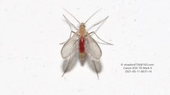 Phlebotominae