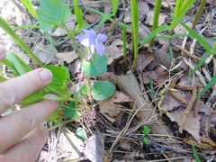 Viola riviniana