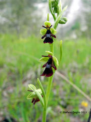 Ophrys insectifera
