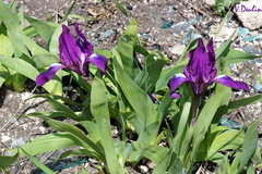 Iris
