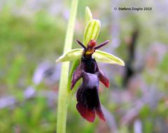 Ophrys insectifera