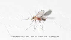Phlebotominae