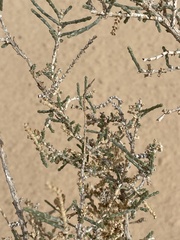 Haloxylon