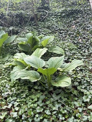 Magnoliopsida