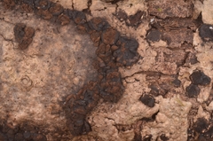 Hypoxylon cercidicola