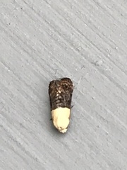 Eugnosta erigeronana