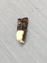 Eugnosta erigeronana
