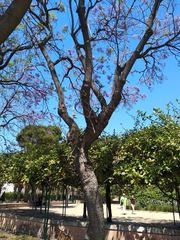 Jacaranda mimosifolia