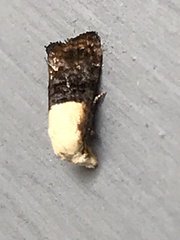 Eugnosta erigeronana