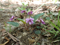 Viola violacea