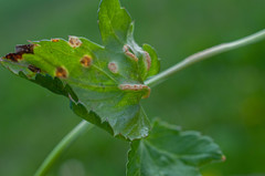 Puccinia pimpinellae