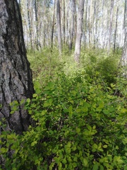 Symphoricarpos albus