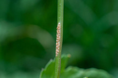 Puccinia pimpinellae