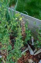 Brassica oleracea gemmifera