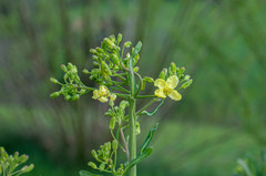 Brassica oleracea gemmifera