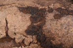 Hypoxylon cercidicola