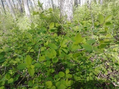 Symphoricarpos albus