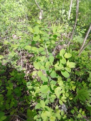 Symphoricarpos albus