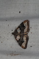 Chrysolarentia gypsomela